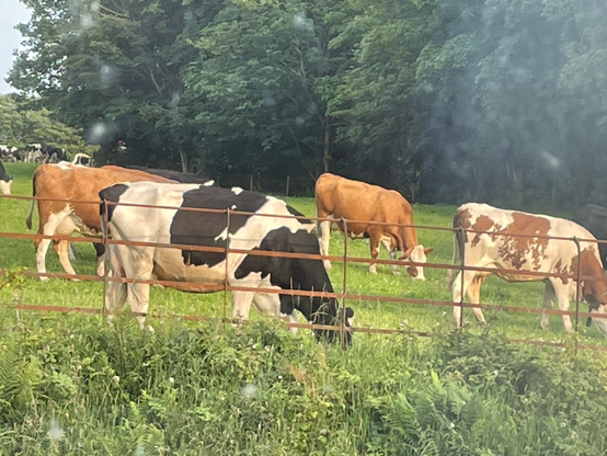 A black and white and brown and white cows eating the grass