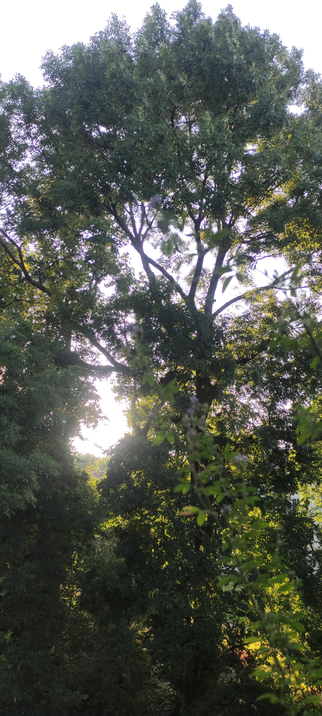 Grand arbre feuillu photographié en contre-jour ; le soleil bas perce entre les branches et crée un halo doré. Au premier plan, une fine branche avec petites fleurs mauves apparaît floue, entourée d’un feuillage dense et vert foncé.