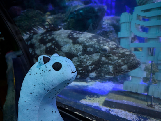 An elongated cat-like stuffed plush called Akyo sideyes a really large fish behind the window of an aquarium. It seems to be some kind of "grouper"