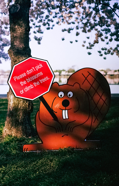 A cartoon beaver cutout holding a red octagonal sign that reads "Please don't pick the blossoms or climb the trees." The beaver is positioned on grass in front of a tree with blossoms.