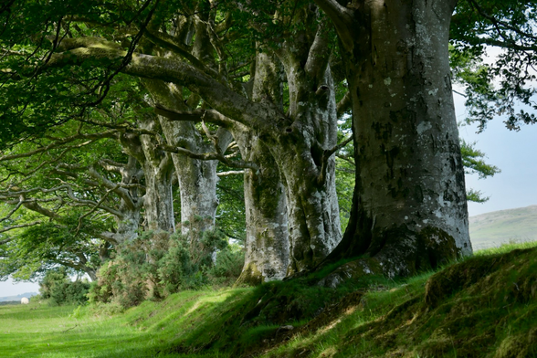 A row of beech trees on open moors.