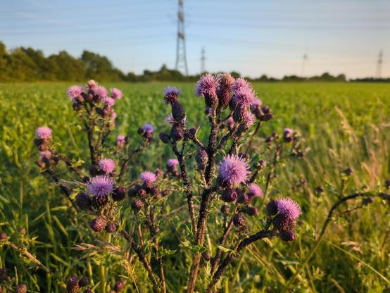 A close up picture of a thistle which is blooming purple. In the background there is a green field which is young corn. In the background there are also some trees and a few transmission towers. The sky is light blue.