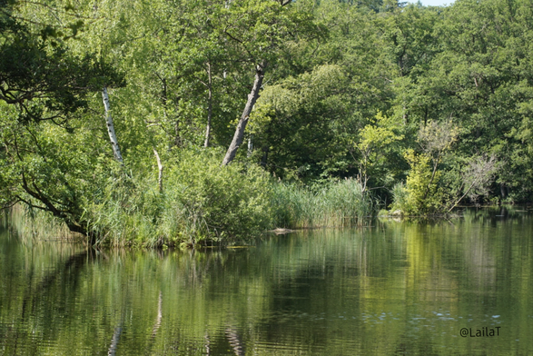 Zu sehen ist ein Weiher, in dem sich Bäume spiegeln. Markant sind dabei mehrere Birken im Vordergrund, die auf einer kleinen Insel stehen.