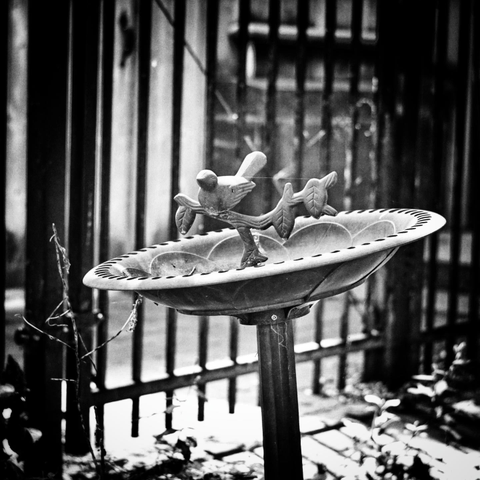An ornamental metal birdbath sits at a slight angle in front of a wrought iron fence. A metal bird and leaf decoration sits on top of the bath in this black and white image.