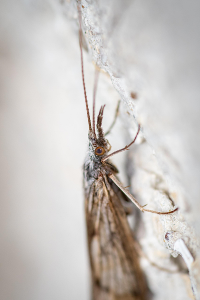 Close up shot of the head of a Caddisfly 