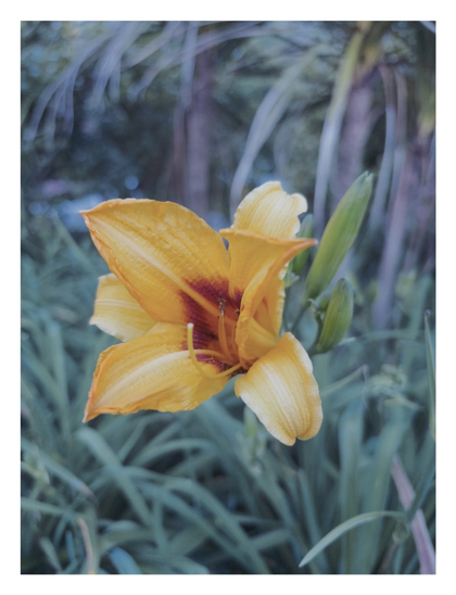 A vibrant yellow flower with hints of red in the center is surrounded by lush green foliage.