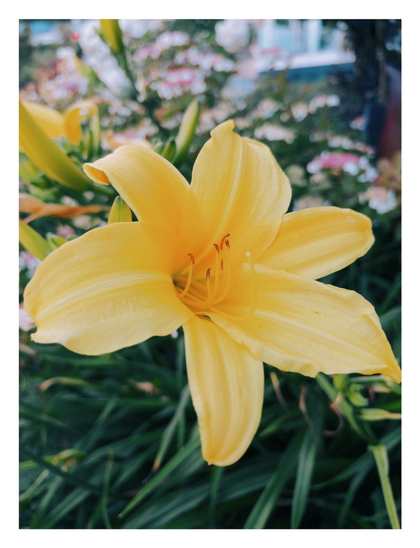 A vibrant yellow lily is in full bloom surrounded by green foliage and other blurred flowers in the background.