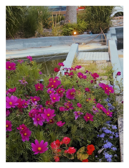 A vibrant garden features bright pink and red flowers alongside a stone pathway near a water feature, surrounded by greenery.
