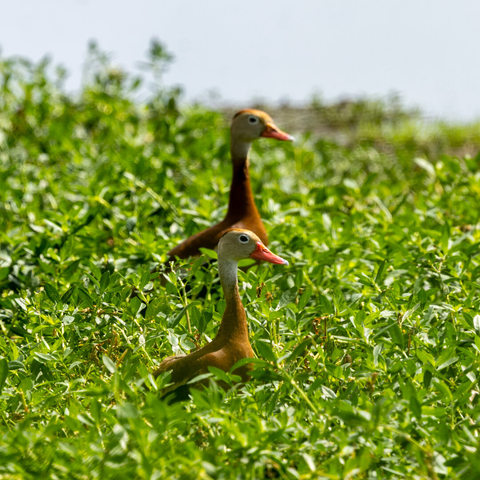 Two whistling ducks in a line standing in some marshy plants.