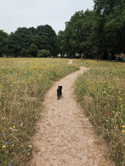 A small black dog walking through the wild meadow at London Fields
