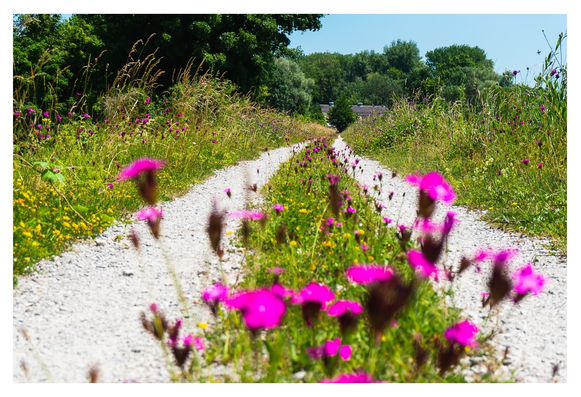Ein sonniger Weg, gesäumt von bunten Wildblumen, führt malerisch durch eine grüne Landschaft, die zum Spazieren einlädt.