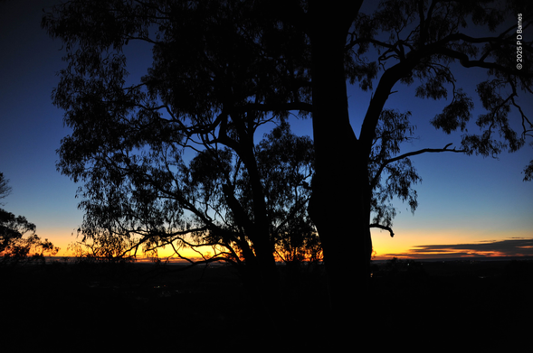 The black silhouette of a large eucalypt fills most of the frame. An unseen, dark earth fills the bottom quarter, delineated by a bright orange line showing the horizon and heralding the dawn. Above, the sky is ever deepening blue as it climbs. It is the opening chord to the day.