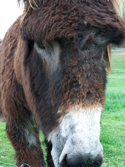 Detail of a donkey's head, view of the bridge of the nose and forehead. The fur is reddish-brown and grey, around the eyes and mouth soft white. The redbrown hair is curly and invites you to touch it and scratch the donkey's nose...

Ausschnitt vom Kopf eines Esels, Blick 
auf Nasenrücken und Stirn. Das Fell ist rotbraun und grau, um Augen und Maul herum ist es weiß. Das rotbraune Haar ist gelockt und lädt zum Kraulen ein...