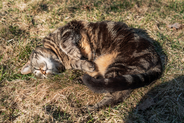 Very cute tabby cat relaxing on the grass in the sunshine.