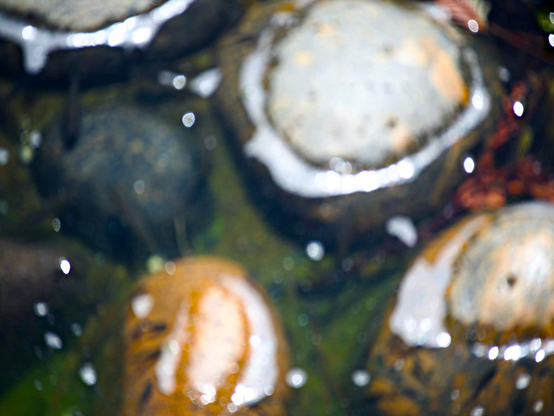Blurry, over saturated shapes that hint at rocks, water, bubbles, and fingerling fish.