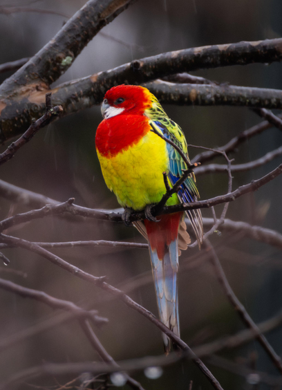 Eastern rosella in the rain.