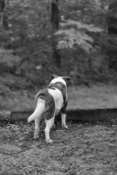 A black and white photo of a two-toned dog standing in a garden plot looking toward the backyard