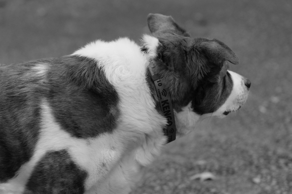A close up black and white photo of a two-toned dog looking toward the right side of the screen