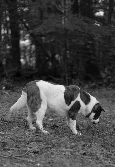 A black and white photo of a two-toned dog in between 'grazing' in his yard