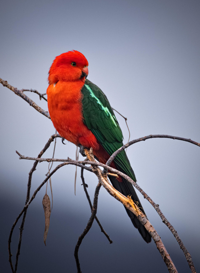 King parrot.