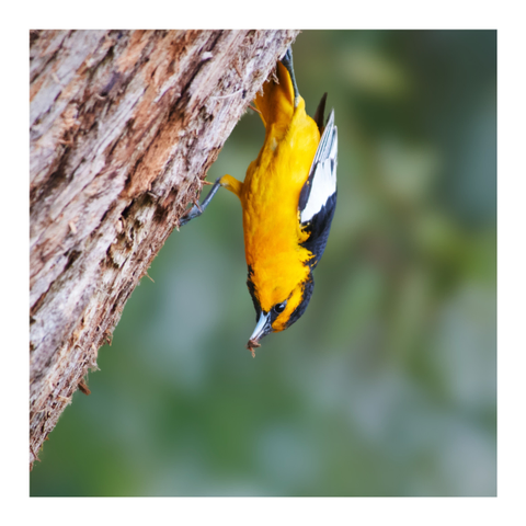 A vibrant yellow bird is hanging upside down from a tree trunk, grasping a small insect in its beak. The background is softly blurred, emphasizing the bird's striking colors and details.