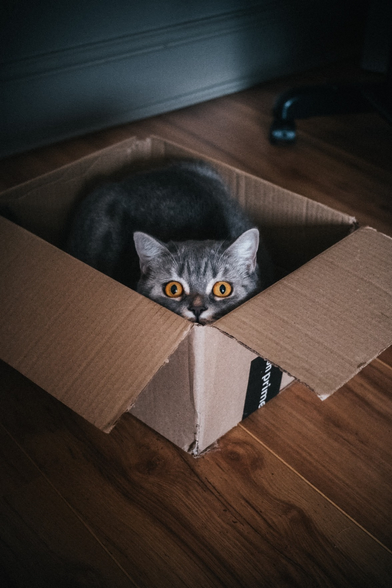 Feline contained within a cardboard receptacle.