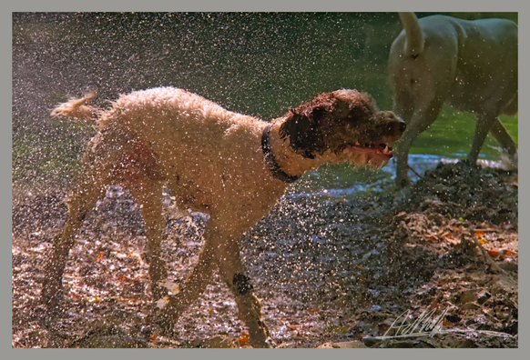 a small white dog with a brown head stands looking to our right shaking off water which glistens in a cloud around him