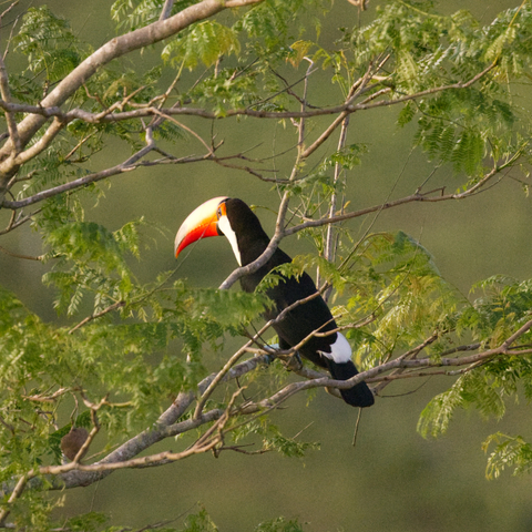 Ein Riesentukan (Ramphastos toco) sitzt im Geäst eines Baums. Der Betrachter sieht ihn von schräg hinten.
Der Vogel erreicht eine Körperlänge von 56 bis 62 Zentimetern. Die Männchen haben eine Schnabellänge von durchschnittlich 20 Zentimetern. Bei den Weibchen beträgt die Schnabellänge durchschnittlich 17,9 Zentimeter. Dies ist der größte Schnabel unter allen Tukanarten.
Adulte Riesentukane haben ein größtenteils glänzend schwarzes Gefieder. Lediglich das Kinn, die Ohrdecken und die Nackenseiten sind weiß. Die Kehle ist individuell unterschiedlich blaß bis leuchtend gelb. Die schwarzen Federn am oberen Kehlbereich haben eine rote, schmale Spitze und bilden ein schmales rötliches Band. Die Oberschwanzdecken sind weiß, die Unterschwanzdecken rot.
Der Schnabel ist sehr lang und schmal. Am Ende des Oberschnabels befindet sich ein großer, längs gezogener schwarzer Fleck. An der Schnabelwurzel befindet sich eine schwarze Querbinde. Der übrige Schnabel ist rot-orange, wobei der Schnabelrücken am rötlichsten ist. Das Schnabelinnere ist gelb und geht zum Kopf hin in ein Violett über. Die unbefiederte Haut rund um das Auge ist gewöhnlich orange. Einige Individuen sind unter dem Auge gelblich grün. Ein schmaler und wulstiger blauer Augenring verläuft um das Auge. Die Augen sind braun und variieren von einem Blaßbraun bis zu einem hellen Graublau. Die Füße und Beine sind bläulich bis graublau.