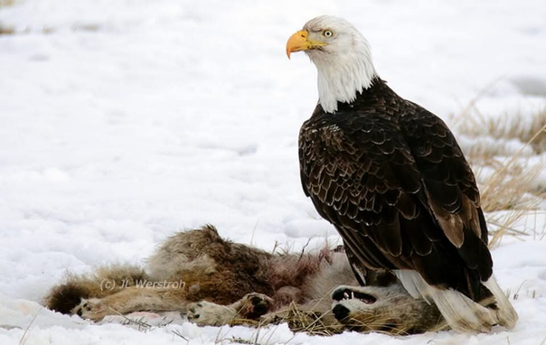 📸  #Wildlife 🦊 #Photography: 
Bald Eagle & Coyote on the side of the road. Eagle having dinner...