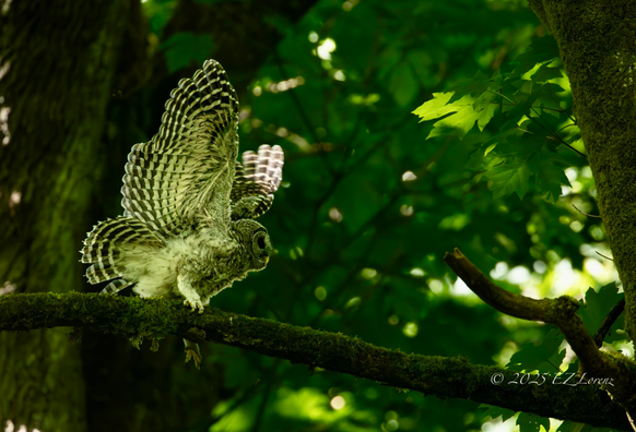 A Barred owlet balancing on a moss-covered branch in a dense, leafy forest, their wings fully extended as the young chick is testing their new found skills at an Edmonds park in Washington state. Sunlight filters through the canopy, creating a dappled pattern.