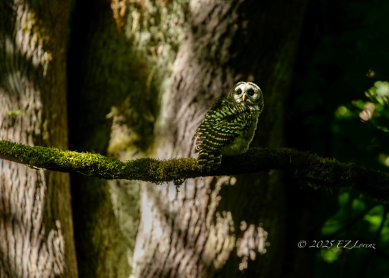 A cute barred owlet perches gracefully on a moss-covered branch, surrounded by the rich, dark textures of a dense forest of the Pacific Northwest. They've fledged along with two siblings just over two weeks ago and I've been following their developments.
Captured them at the right moment when sunlight filtered through the trees, illuminating the baby owl's intricate feather patterns and creating a serene, natural atmosphere at an Edmonds park in Washington state.