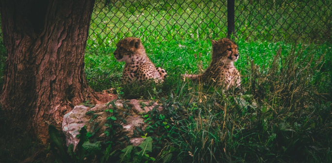 Two young cheetahs rest in tall grass beside a tree, facing away from each other. A chain-link fence in the background suggests a zoo or wildlife enclosure, while the surrounding greenery gives a natural, forested feel.