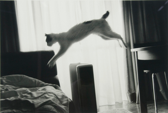 un chat illustrant aimablement l’expression