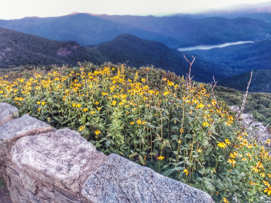 Of you into a valley with a river running in the distance in the foreground yellow flowers and a stone wall