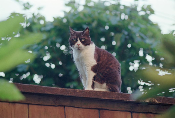 Clyde, a Scottish Fold (With Ears) stands in a classic cat pose on a fence. Surrounded by foliage.  Backlit by the setting sun. 

Kodak Ultramax 
Nikon Nikkor AF 85mm f1.8 D
Nikon N8008s (F-801s) 