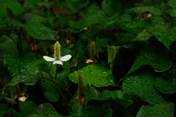 One white flower Is surrounded by green leaves covered in water droplets.