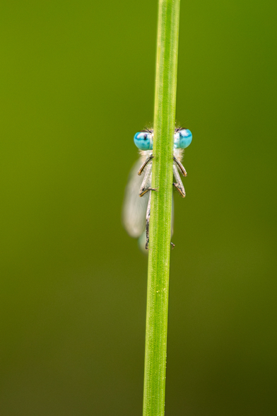 Eine Libelle versteckt sich hinter einem Grashalm.

Das Bild zeigt eine detaillierte Nahaufnahme einer Libelle, die sich hinter einem langen, schlanken, hellgrünen Grashalm versteckt. Die Libelle ist klein und hat große, leuchtend blaue Augen, die deutlich sichtbar sind. Der Körper der Libelle ist hellgrau oder weißlich und seine Flügel sind teilweise hinter dem Grashalm verborgen. Der Grashalm steht vor einem unscharfen, einfarbig grünlichen Hintergrund. Die Atmosphäre ist ruhig und friedlich, und das Bild vermittelt ein Gefühl von Geheimnis und Neugier. Der Fokus liegt auf der Libelle und ihrem Versteck, was eine gewisse Spannung erzeugt.  Das Bild wirkt insgesamt sehr detailreich und professionell aufgenommen.
