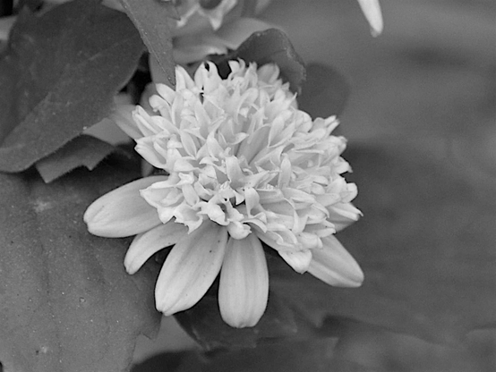Flower, closeup, black and white, photo