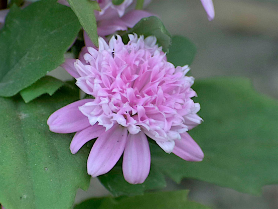 Flower, closeup, color, photo