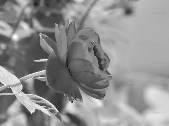 Rose, closeup, black and white, photo