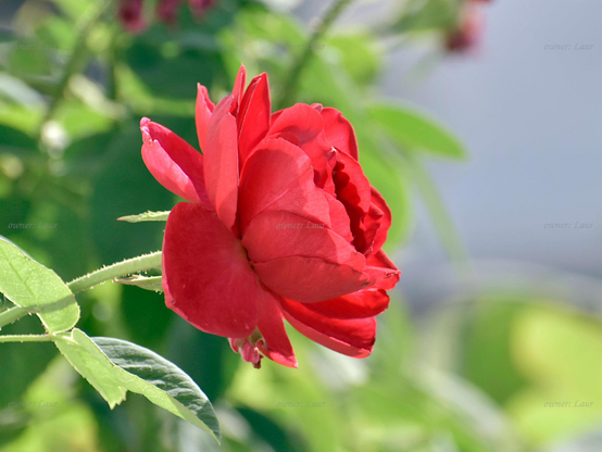 Rose, closeup, color, photo