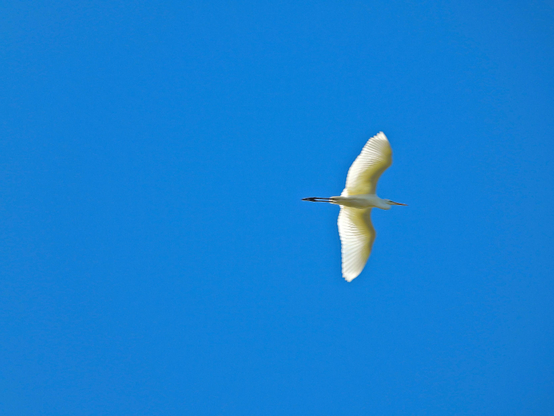 Bajo un cielo completamente azul, un ave de gran tamaño, totalmente blanca con las alas extendidas. Tiene el cuello muy largo, recogido haciendo una S y termina en un pico largo y amarillo. Las patas muy largas, de color negro están extendidas hacia atrás y sobresalen mucho de la cola.

Si estás leyendo este texto es porque tienes dificultades de visión y espero que te haya ayudado a ver la imagen. Si no ha sido así, te agradecería los comentarios.
Si lo has leído aunque ves la imagen sin problemas recuerda que debes poner un texto alternativo en tus archivos multimedia para que todo el mundo pueda disfrutarlos.