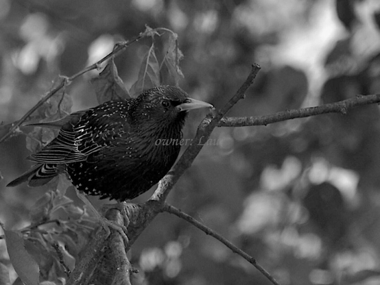 Bird, closeup, black and white, photo