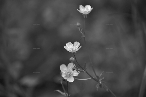 Flowers, black and white, photo