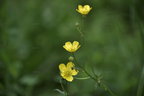 Flowers, color, photo