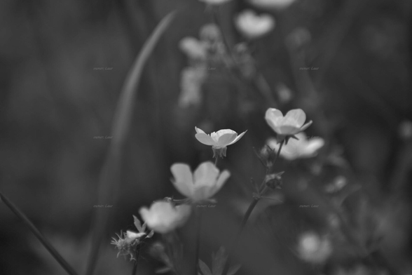 Flowers, black and white, photo