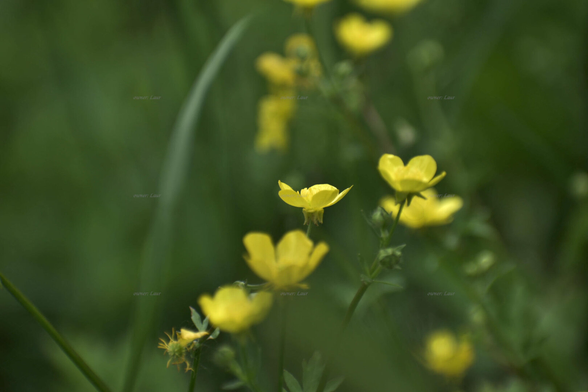 Flowers, color, photo