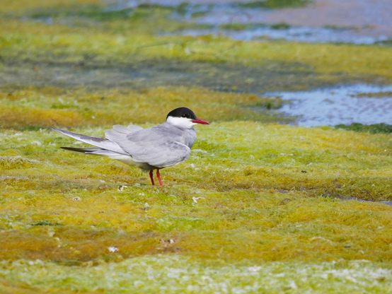 Photo d’une Guifette Moustac (oiseau marin au bec pointu et rouge, le haut de la tête est noir jusqu’aux yeux, les joues sont blanches, le dos et le dessus des ailes gris clair, les pattes rouges) posée sur un tapis de mousse verte bordant un étang. Elle est de profil, faisant face à la droite de l’image. 