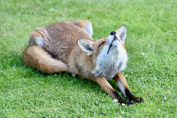 A relaxed red Fox, stretching, eyes closed and head tilted upwards, eyes closed, is resting on a lawn. 