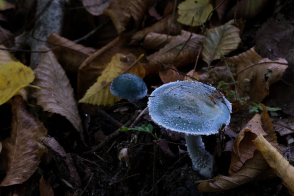 A close-up of two mushrooms on the forest floor, surrounded by fallen leaves. The larger mushroom has a blueish hue with a textured cap, while the smaller one is more rounded and dark.